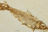 Two Detailed Fossil Fish (Knightia) - Wyoming #234214-2